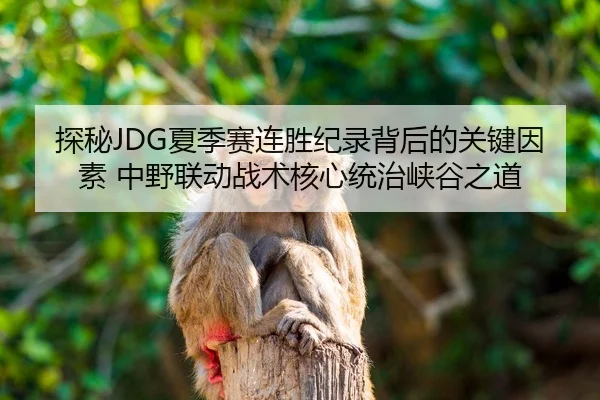 探秘JDG夏季赛连胜纪录背后的关键因素 中野联动战术核心统治峡谷之道